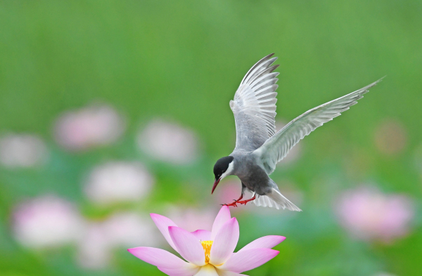 Birds spotted at Dongping Lake Wetland in Tai'an