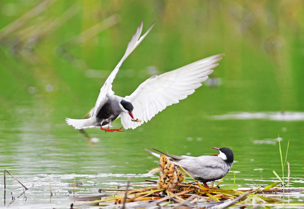 Birds spotted at Dongping Lake Wetland in Tai'an