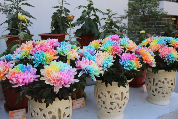 Chrysanthemum Art Festival opens in Tai'an