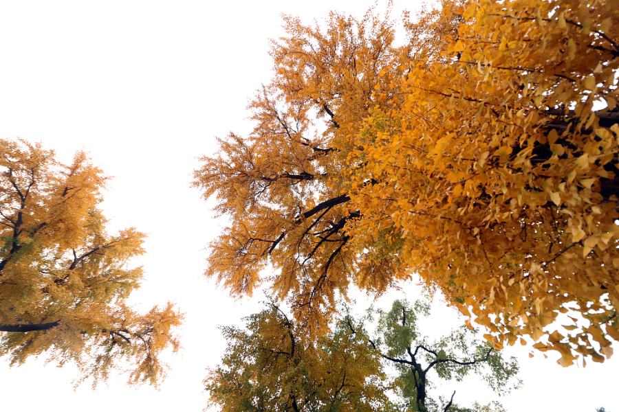 Ginkgo trees bring life to Puzhao Temple