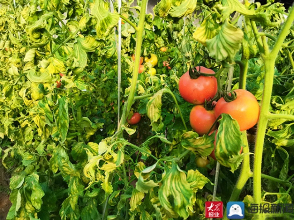 Tomato ready for buyers in Tai'an