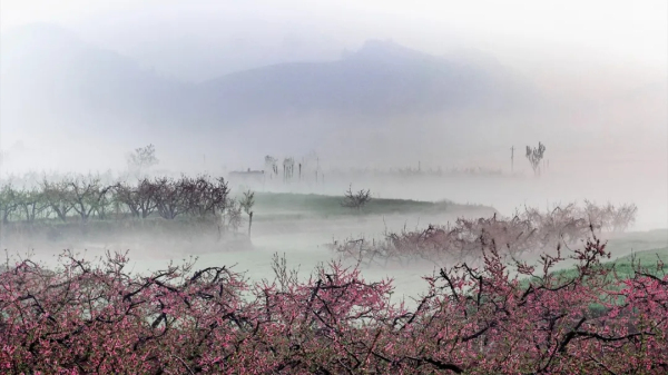 Places for admiring spring flowers in Tai'an