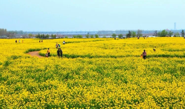 Places for admiring spring flowers in Tai'an