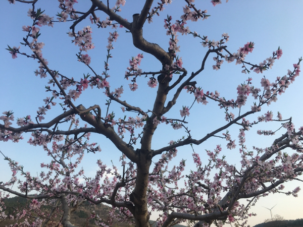 Peach flowers bring fortune to Feicheng