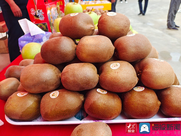 Taishan district hosts kiwi fruit picking festival