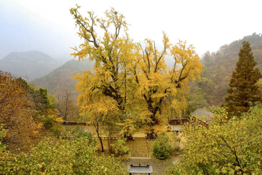 Gingko trees on Mount Tai offer pristine autumn scenes