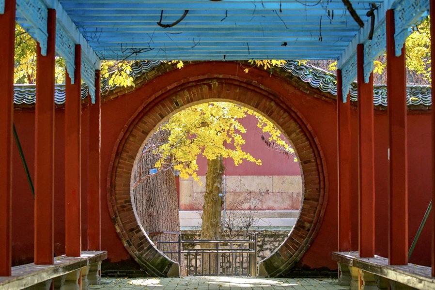 Golden ginkgo leaves light up Dai Temple