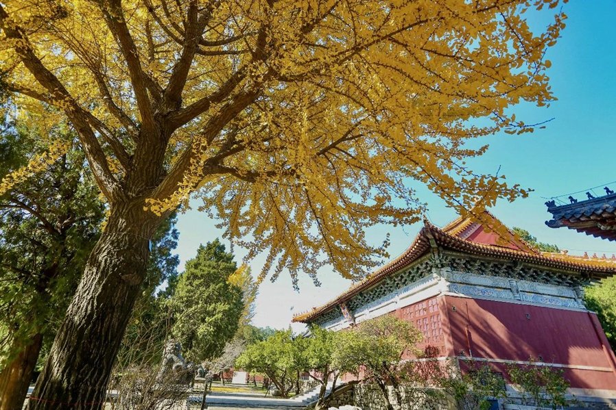 Golden ginkgo leaves light up Dai Temple