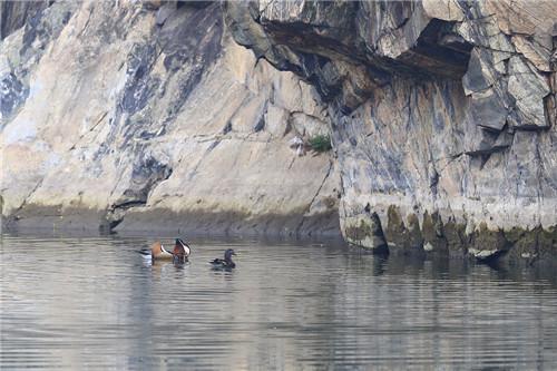 Mount Tai welcomes flocks of mandarin ducks