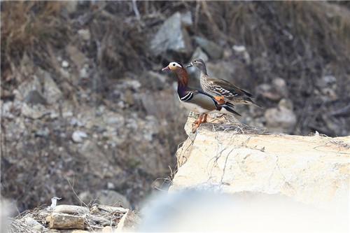 Mount Tai welcomes flocks of mandarin ducks