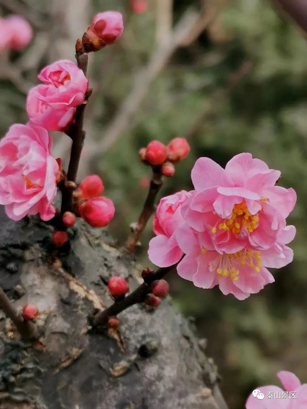 Plum, peach blossoms adorn Mount Tai