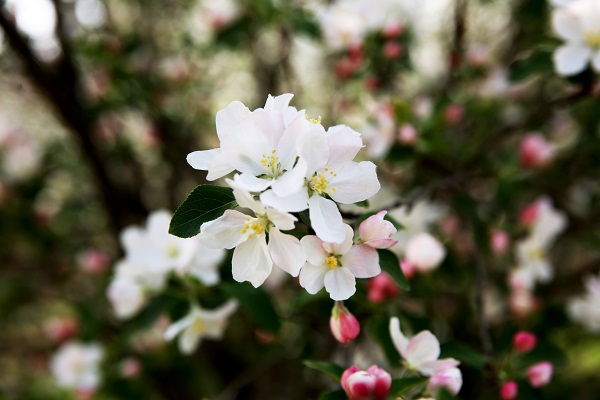 Blooming begonias adorn Ningyang county