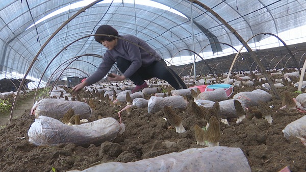 Xintai's village develops fungi planting industry