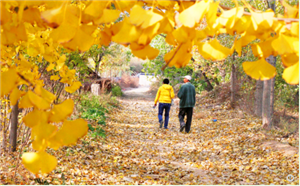 71-year-old builds land of idyllic beauty