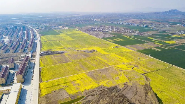 Rape flower in full bloom in Tai'an