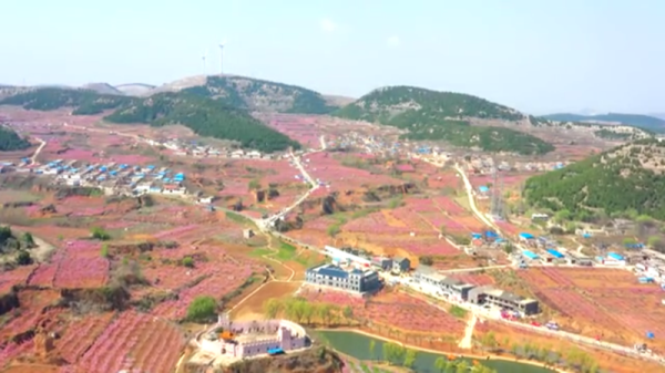 Peach flowers bring fortune to Feicheng