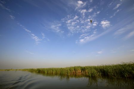 Land of freedom for bird: Qilihai wetland