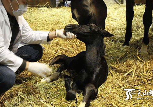 Urumqi horse breeding park welcomes Akhal-Teke foal