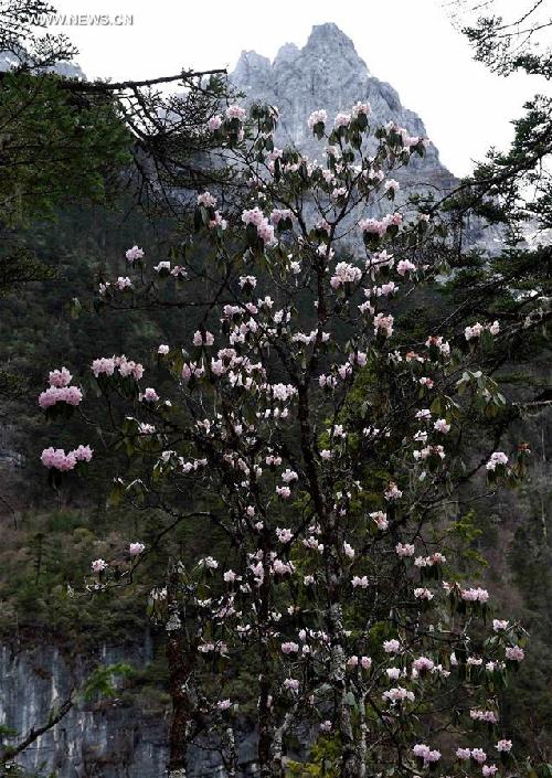 Diversified forest scenery of Shangri-La in SW China's Yunnan