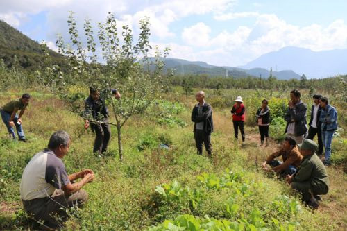 Walnuts relieve poverty of Yunnan village