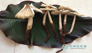 Yunnan's magical mushrooms