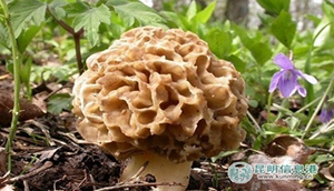 Yunnan's magical mushrooms