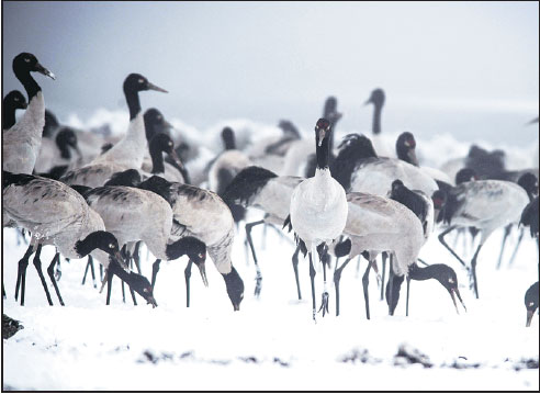 Conservation efforts boost Yangtze River wetland