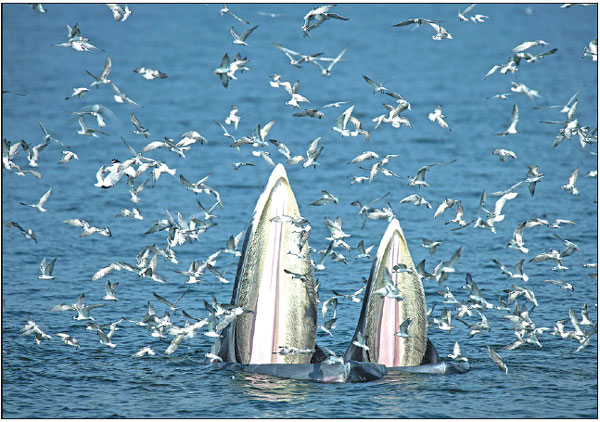 Whale of a time for marine tourists