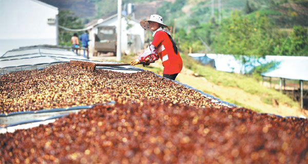 Starbucks launches pure local brew