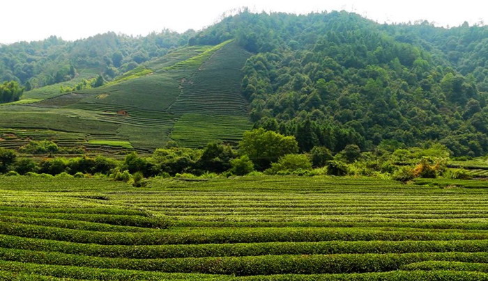 Memories of Wuyi: Story of tea