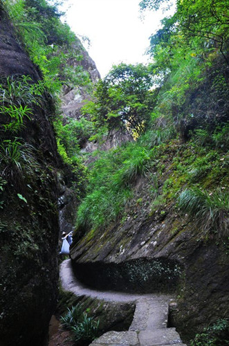 Memories of Wuyi: Story of tea