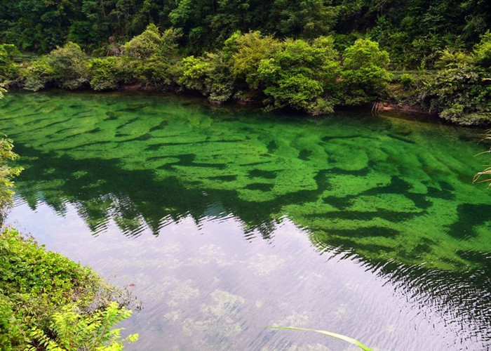 Memories of Wuyi: Story of tea