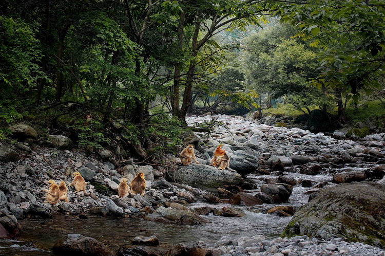 Animals as art in the Qinling Mountains