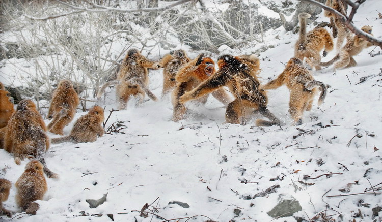 Animals as art in the Qinling Mountains