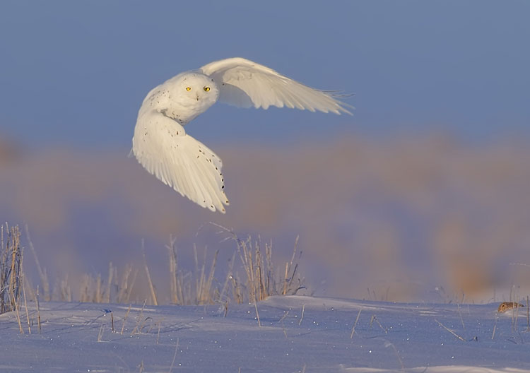 Taking flight with birds for 22 years