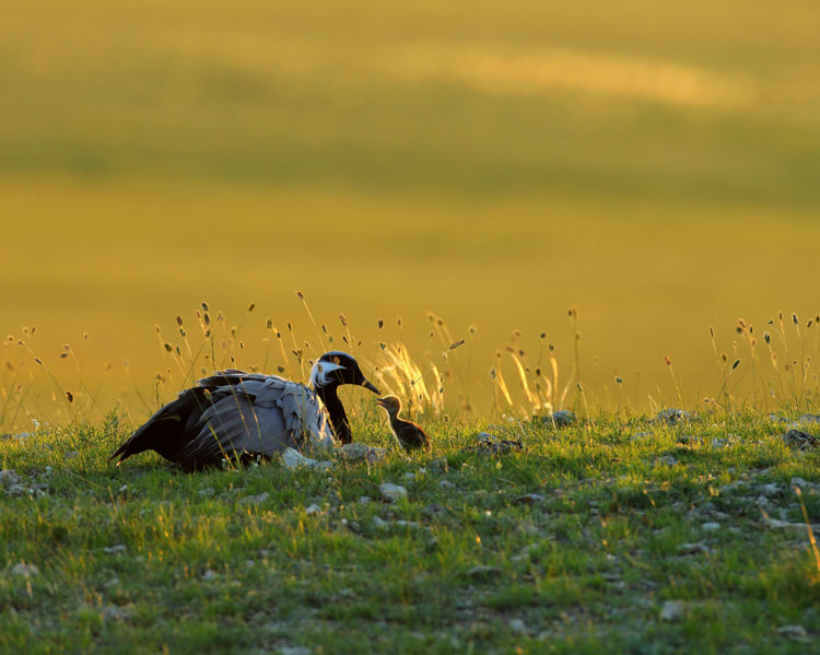 Taking flight with birds for 22 years