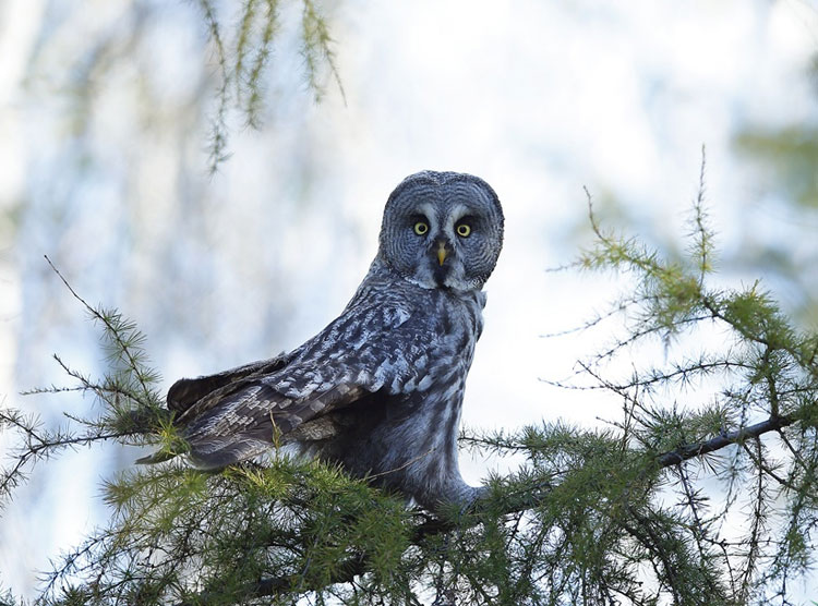 Taking flight with birds for 22 years