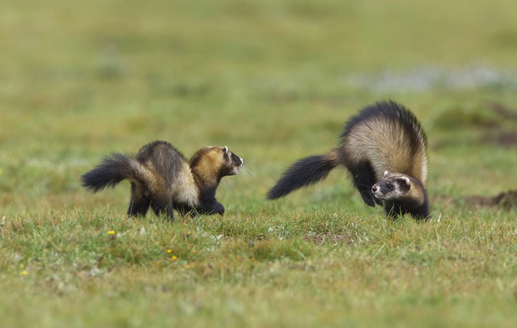 Wildlife photography pioneer blazes trail