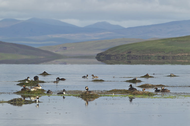 Wildlife photography pioneer blazes trail