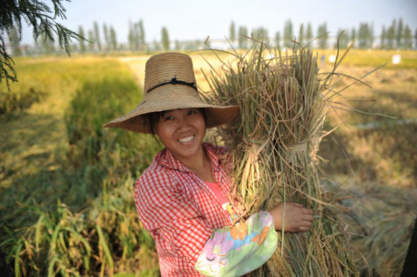 Rice seed failure calls for official investigation