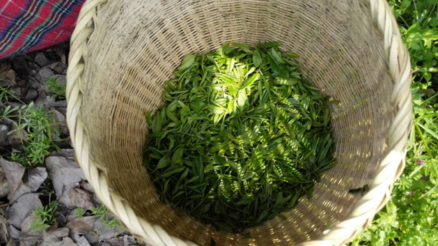 The Impressions of Hangzhou 3 — My Longjing tea picking tour