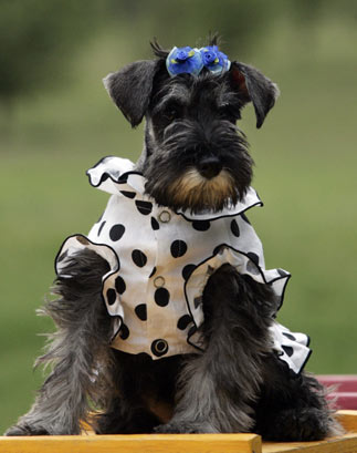 A miniature schnauzer named "Little Orange" sits on a seesaw at the Coolbaby dog theme park in Beijing May 20, 2006. The newly opened dog theme park, the first in China's capital, has a playground, a swimming pool, obstacle courses, and also a restaurant specially designed for pets. Not only can pets have meals together with their owners, but the recipes offered are based on nutritional science and tailored for dogs of different breeds, ages and sizes. According to the Chinese lunar calendar, 2006 is the year of the dog.