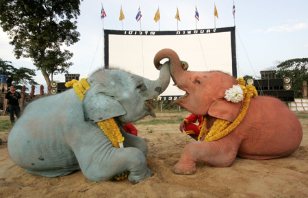 Two elephants play before the screening of the Thai animation movie Kan Kluay in Ayuthaya province, about 80km (49 miles) north of Bangkok June 5, 2006. The movie tells the story of a young Thai wild elephant who, while looking for his father, becomes the war elephant of the Thai King fighting against Burma and restored Thailand's ancient Ayuthaya empire that existed about 400 years ago. Picture taken June 5, 2006. [REUTERS]