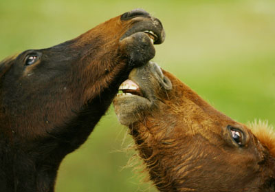 Wild horses fight in Donana natural park in Almonte 