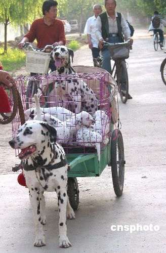 Dog family on a travel