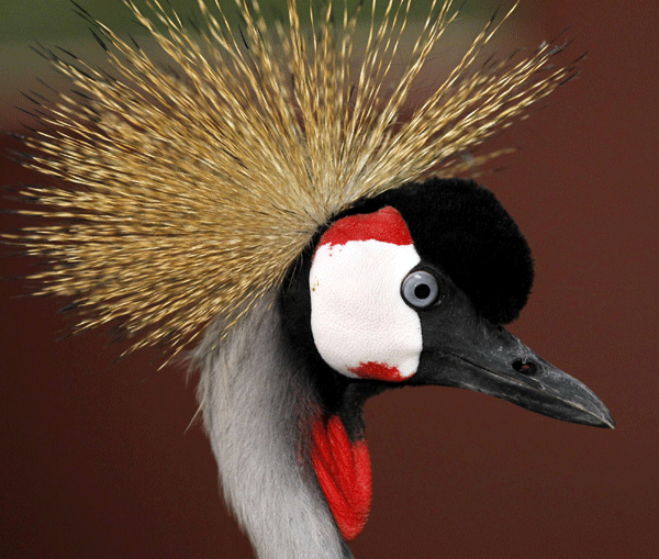 Rare African bird finds home in California