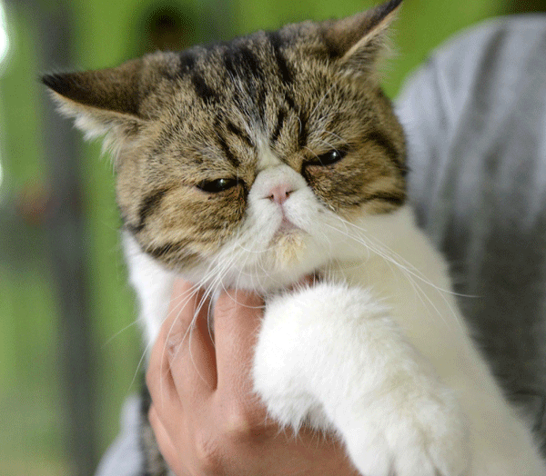 Cat cafe hopes to protect stray animals