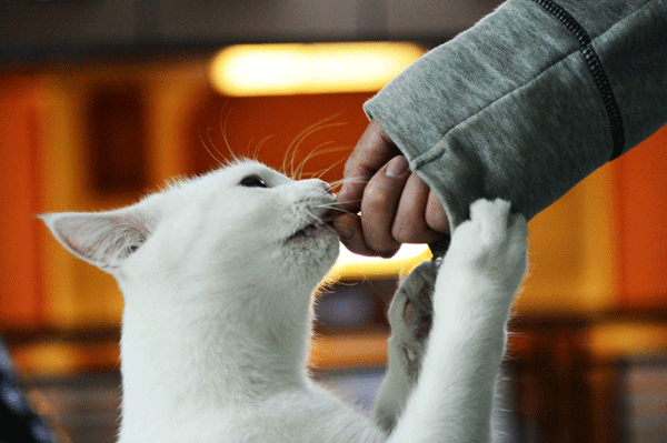 Cat cafe hopes to protect stray animals