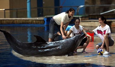 Volleyball star leads dolphin protection campaign