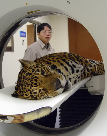 Leopard receives CT scan at Taipei Zoo